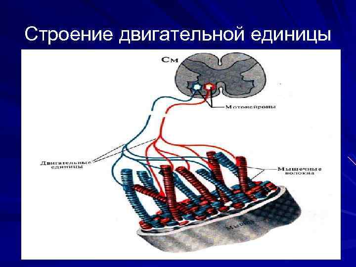 Строение двигательной единицы 