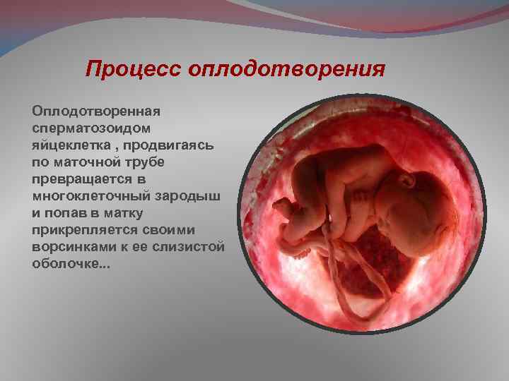 Процесс оплодотворения Оплодотворенная сперматозоидом яйцеклетка , продвигаясь по маточной трубе превращается в многоклеточный зародыш