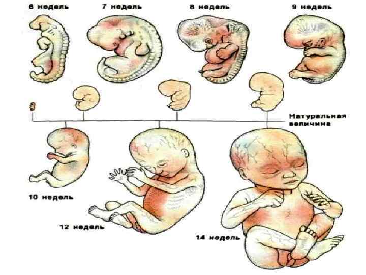 Зародыш В 12 Недель Беременности Фото