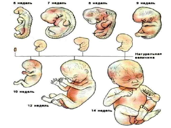 14 Недель Беременности Фото Плода И Размеры
