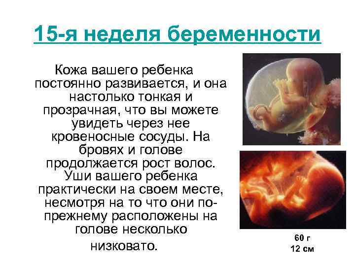 15 -я неделя беременности Кожа вашего ребенка постоянно развивается, и она настолько тонкая и