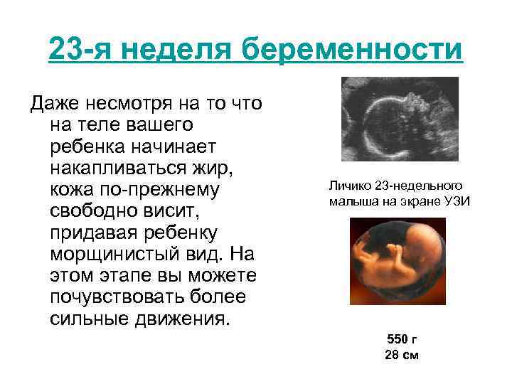 Вес на 23 неделе. Срок беременности 24 недели вес плода. Размер плода при беременности 23 недели. 23 Недели беременности вес плода по УЗИ. Беременность 23 недели вес и рост плода.