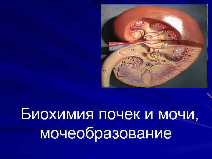 Биохимия почек и мочи, мочеобразование 