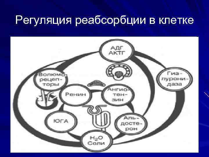Регуляция реабсорбции в клетке 