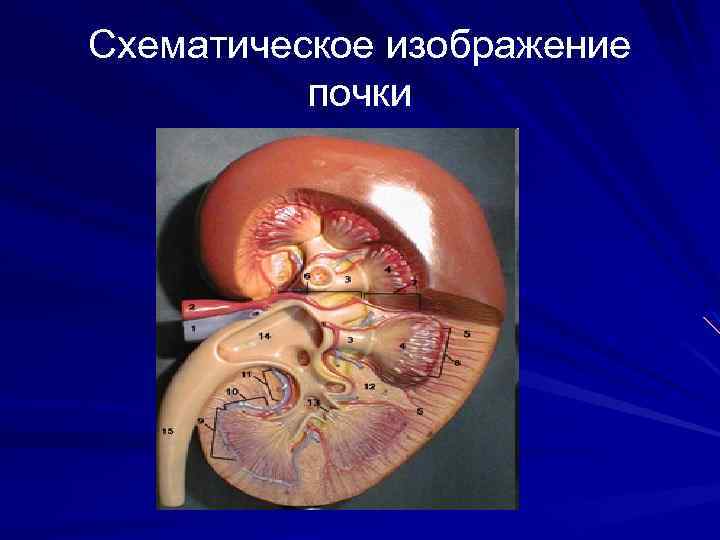 Схематическое изображение почки 