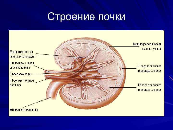 Строение почки 