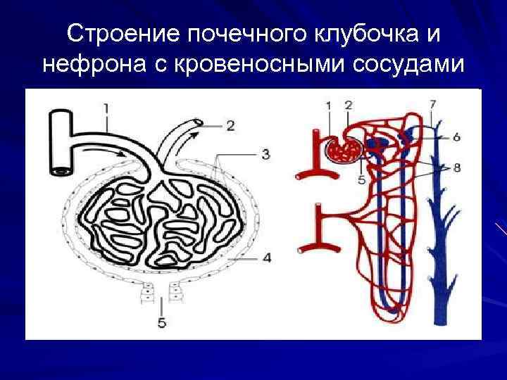 Строение почечного клубочка и нефрона с кровеносными сосудами 