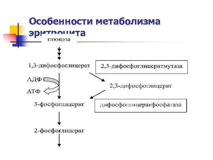 Метаболизм эритроцитов схема