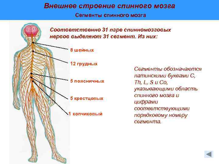 От спинного мозга отходит 31 пара. 31 Спинномозговых нервов. Сплетения спинномозговых нервов. Строение спинномозговых нервов. Спинномозговые нервы анатомия строение спинномозгового нерва.