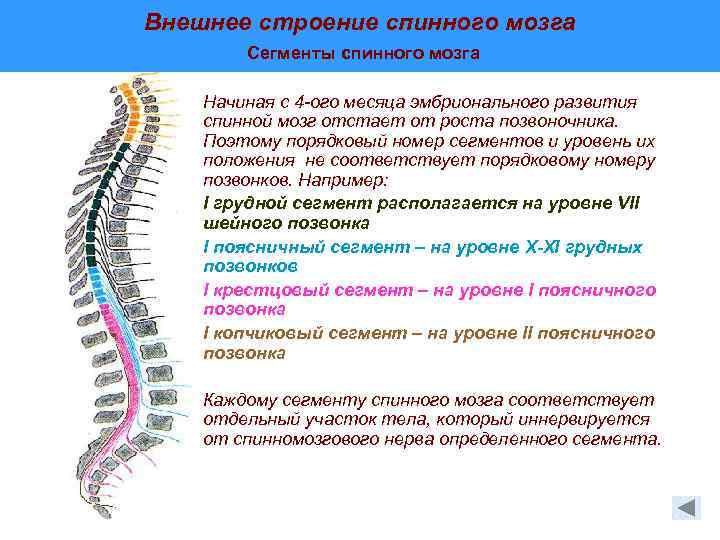 Число отделов позвоночника млекопитающих. Сегменты спинного мозга и позвонки. Внешнее строение спинного мозга анатомия. Сегменты спинного мозга т11 схема.