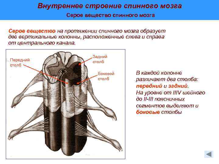 Строение спинного мозга рисунок