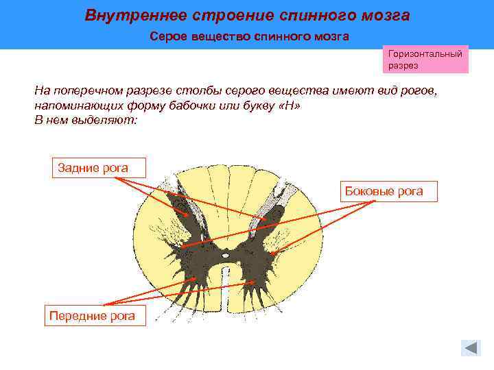 Какая структура спинного мозга выделена на рисунке