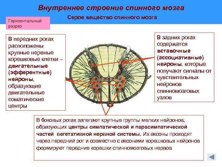 Какие нейроны в рогах спинного мозга