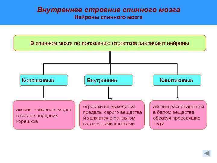 Внутреннее строение спинного мозга Нейроны спинного мозга В спинном мозге по положению отростков различают