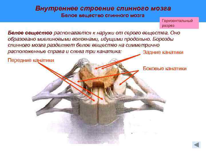 Внутреннее строение спинного мозга Белое вещество спинного мозга Горизонтальный разрез Белое вещество располагается к