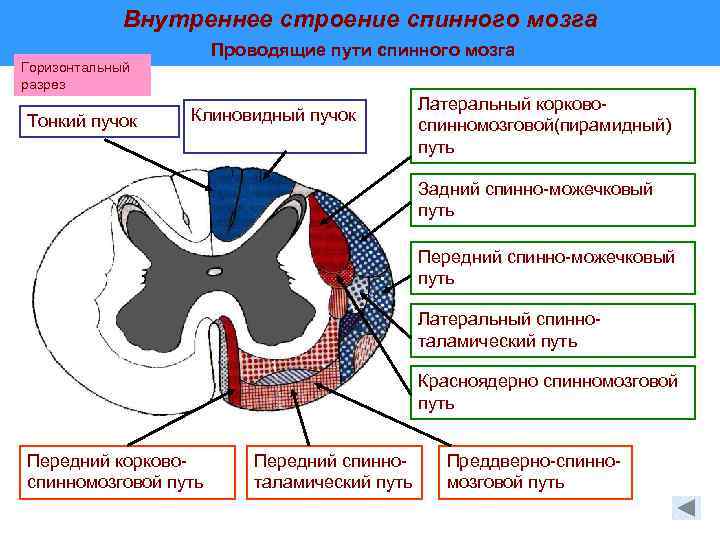 Схема внутреннего строения спинного мозга топография серого и белого вещества