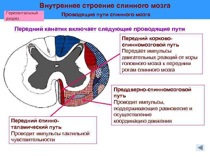 Структура спинного мозга