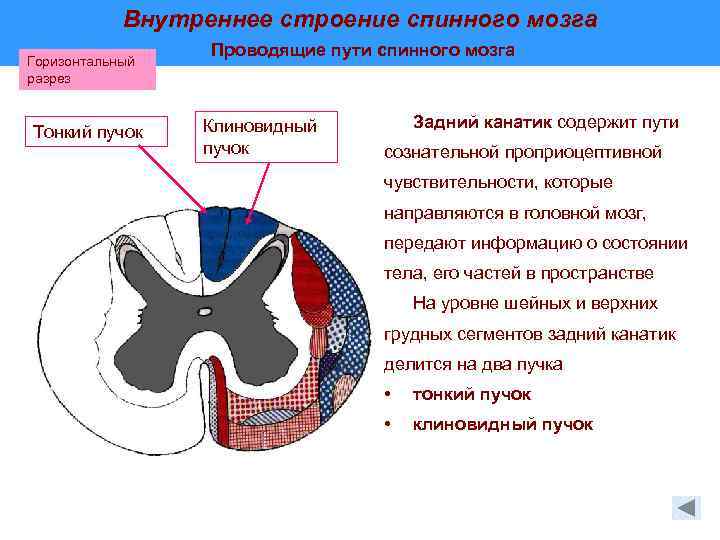 Спинной мозг фото в разрезе