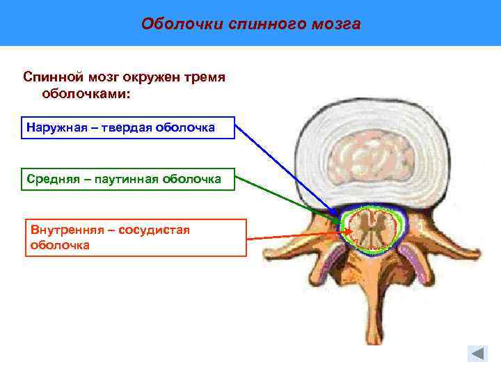 Грыжа мозговых оболочек освобождение нерва. 3 Оболочки спинного мозга. Паутинная оболочка спинного мозга анатомия. Схему оболочек спинного и головного мозга.. Оболочки спинного мозга рисунок.
