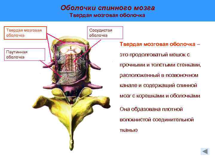 Оболочки спинного мозга