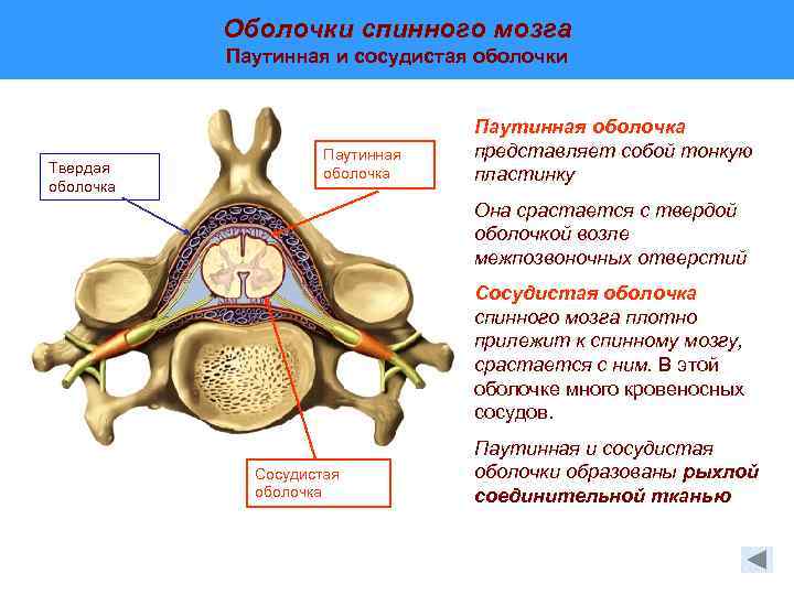 Собственное ядро спинного мозга