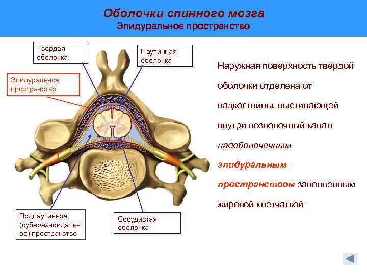 Оболочки спинного мозга схема