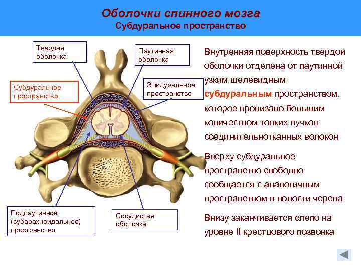 Сосудистая оболочка спинного мозга