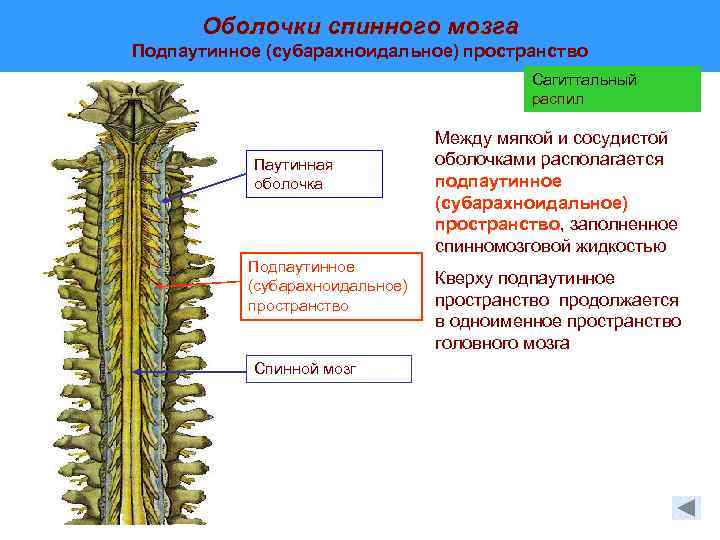 Оболочки спинного мозга. Субарахноидальное пространство спинного мозга. Спинной мозг строение субарахноидальное пространство. МЕЖОБОЛОЧЕЧНЫЕ пространства спинного мозга. Паутинная оболочка спинного мозга.