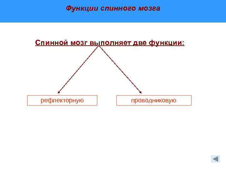 Функции спинного мозга Спинной мозг выполняет две функции: рефлекторную проводниковую 