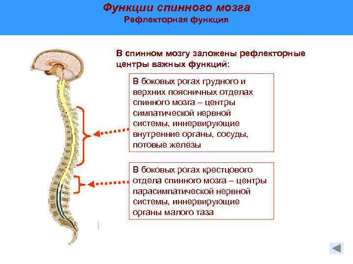 Перечислить функции спинного мозга