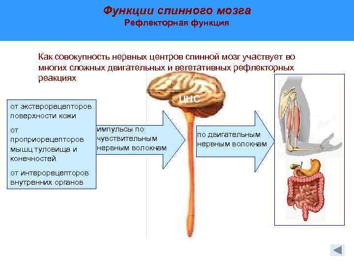 Функции спинномозгового мозга. Рефлекторная функция спинного. Функции спинного мозга рефлекторная функция. 4. Проводниковые и рефлекторные функции спинного мозга. Рефлекторная и Проводящая функции спинного мозга.