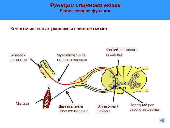 Функции спинного мозга Рефлекторная функция Кожно-мышечные рефлексы спинного мозга Болевой рецептор Мышца Чувствительное нервное