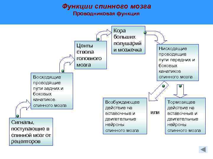 Функции спинного мозга Проводниковая функция Центы ствола головного мозга Восходящие проводящие пути задних и