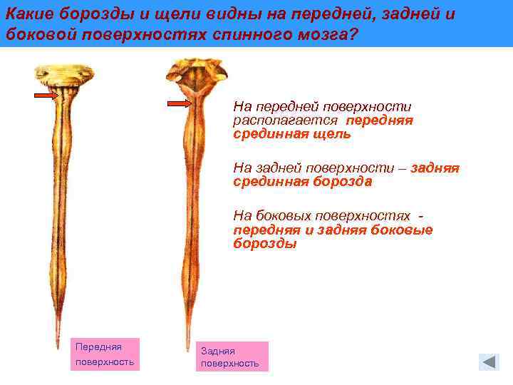 Промежуточная борозда. Борозды спинного мозга анатомия.