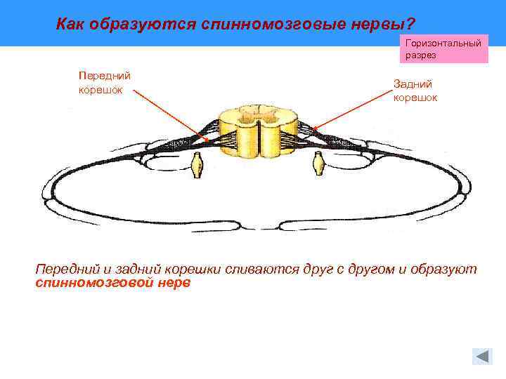 В спинномозговых узлах находятся