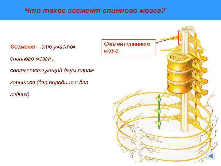 Сегмент участок спинного мозга