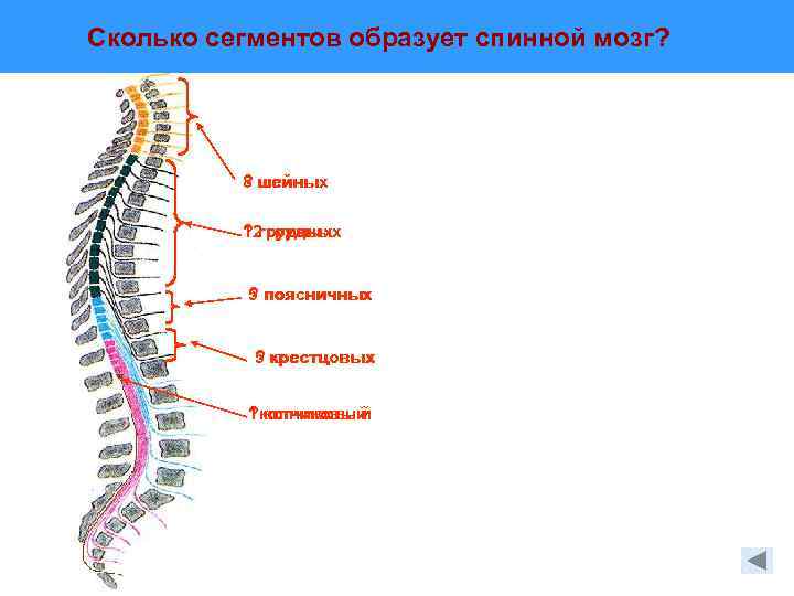 Сколько сегментов образует спинной мозг? 8 ? шейных 12 грудных ? грудных 5 ?