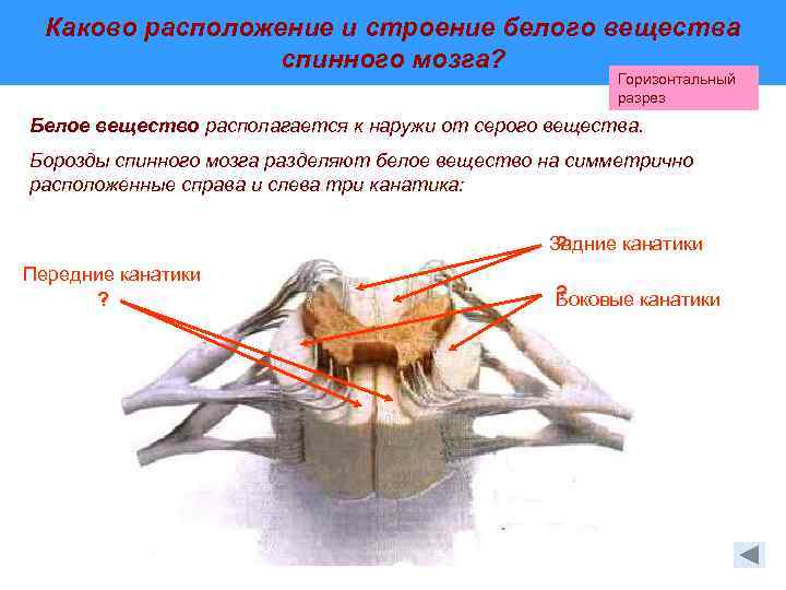 Латеральные борозды спинного мозга. Каково строение спинного мозга.