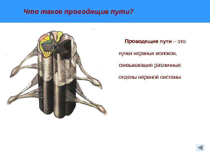 Функциональная анатомия спинного мозга презентация