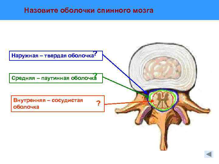 Назовите оболочки спинного мозга ? Наружная – твердая оболочка ? Средняя – паутинная оболочка