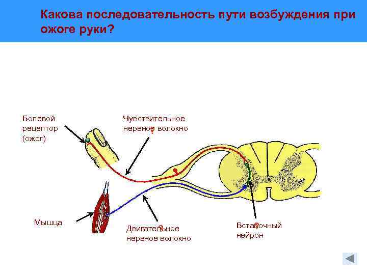 Какова последовательность пути возбуждения при ожоге руки? Болевой рецептор (ожог) Мышца Чувствительное нервное волокно