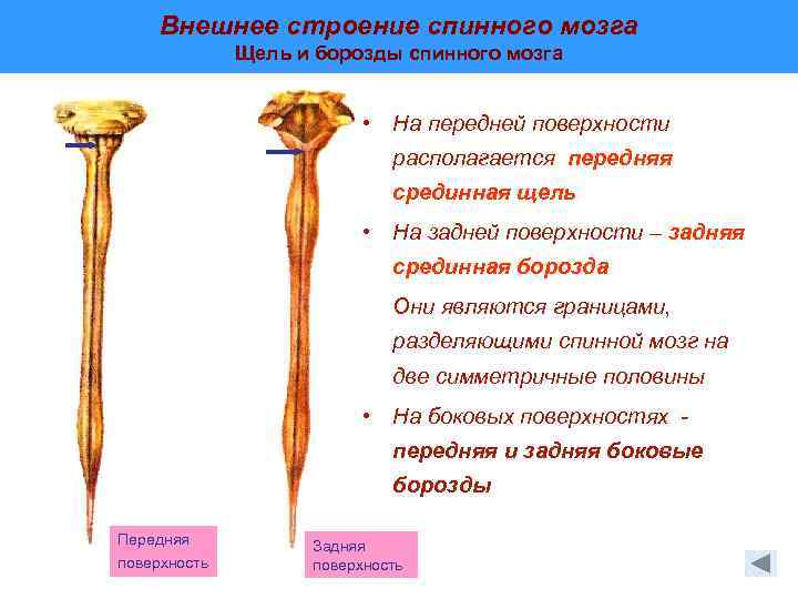 Функциональная анатомия спинного мозга презентация