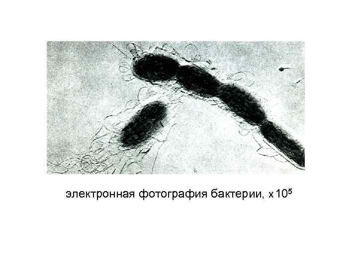 электронная фотография бактерии, х 105 