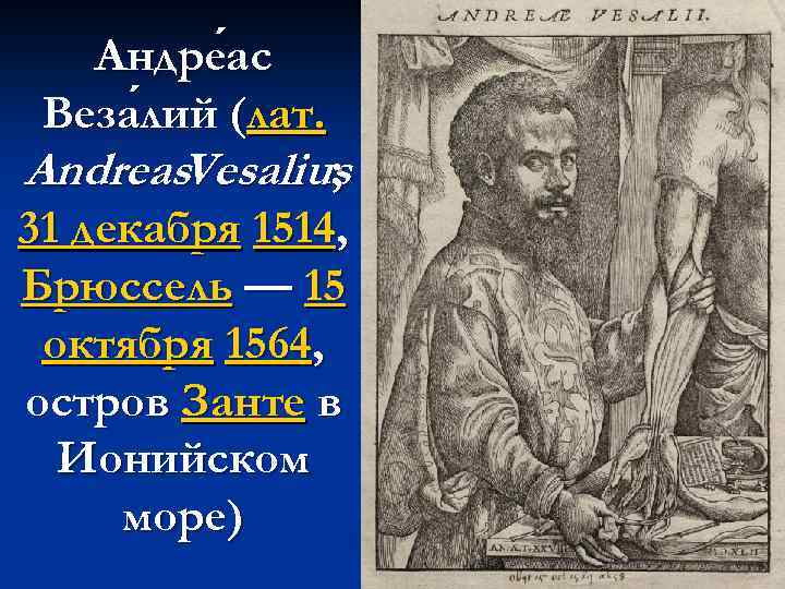 Андре ас ас Веза лий (лат. лий Andreas. Vesalius ; 31 декабря 1514, Брюссель