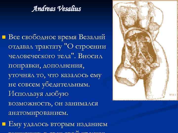 Andreas Vesalius Все свободное время Везалий отдавал трактату 