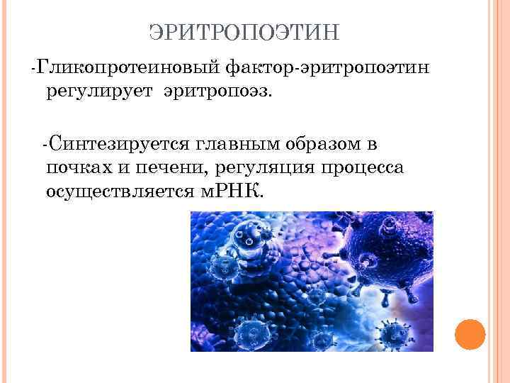 ЭРИТРОПОЭТИН -Гликопротеиновый фактор-эритропоэтин регулирует эритропоэз. -Синтезируется главным образом в почках и печени, регуляция процесса