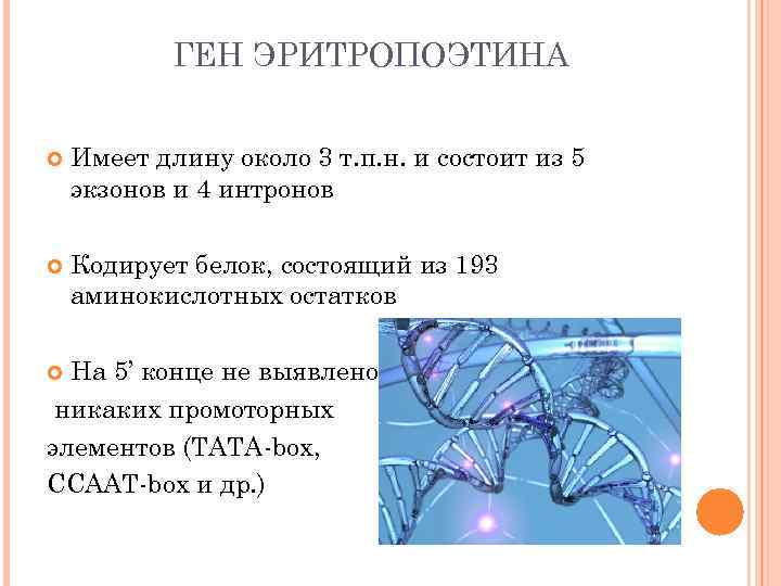 ГЕН ЭРИТРОПОЭТИНА Имеет длину около 3 т. п. н. и состоит из 5 экзонов