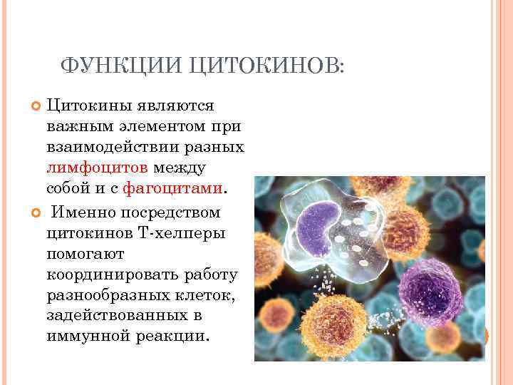 ФУНКЦИИ ЦИТОКИНОВ: Цитокины являются важным элементом при взаимодействии разных лимфоцитов между собой и с