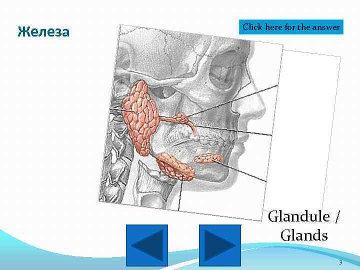 Железа Click here for the answer Glandule / Glands 3 