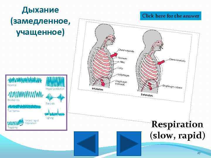 Дыхание (замедленное, учащенное) Click here for the answer Respiration (slow, rapid) 27 